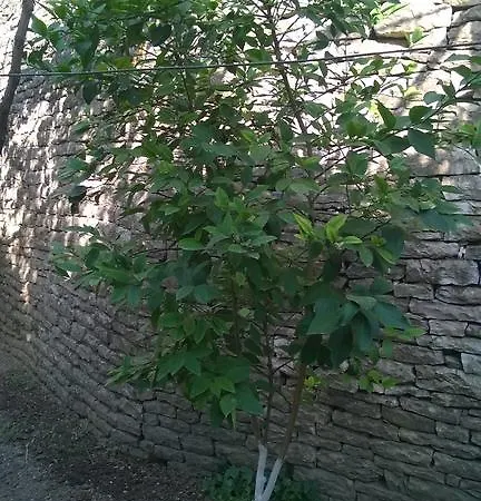 Hashorva بيت ضيافة Gjirokastër