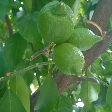 Hashorva Gjirokastër